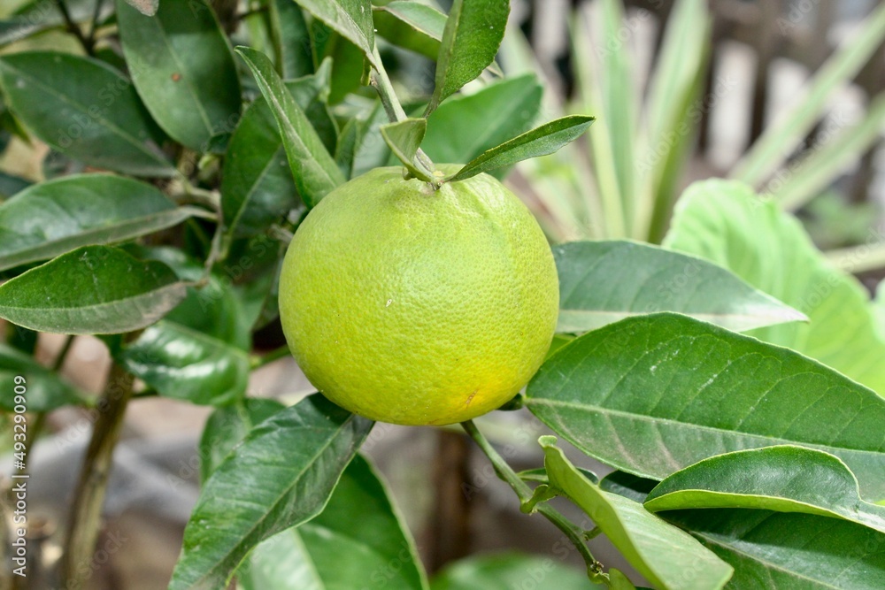 limon on tree