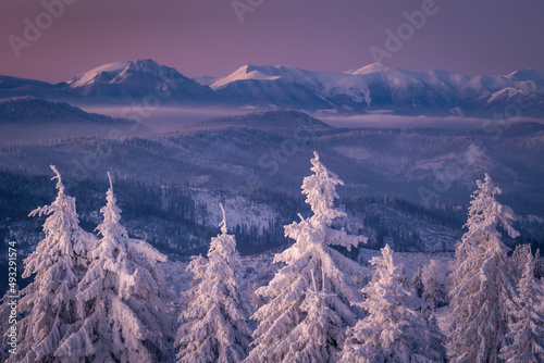 Fototapeta Naklejka Na Ścianę i Meble -  A frosty winter morning in Beskid Żywiecki. Views of the Tatra Mountains and Mala Fatra.