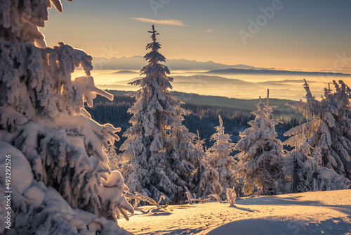Fototapeta Naklejka Na Ścianę i Meble -  A frosty winter morning in Beskid Żywiecki. Views of the Tatra Mountains and Mala Fatra.