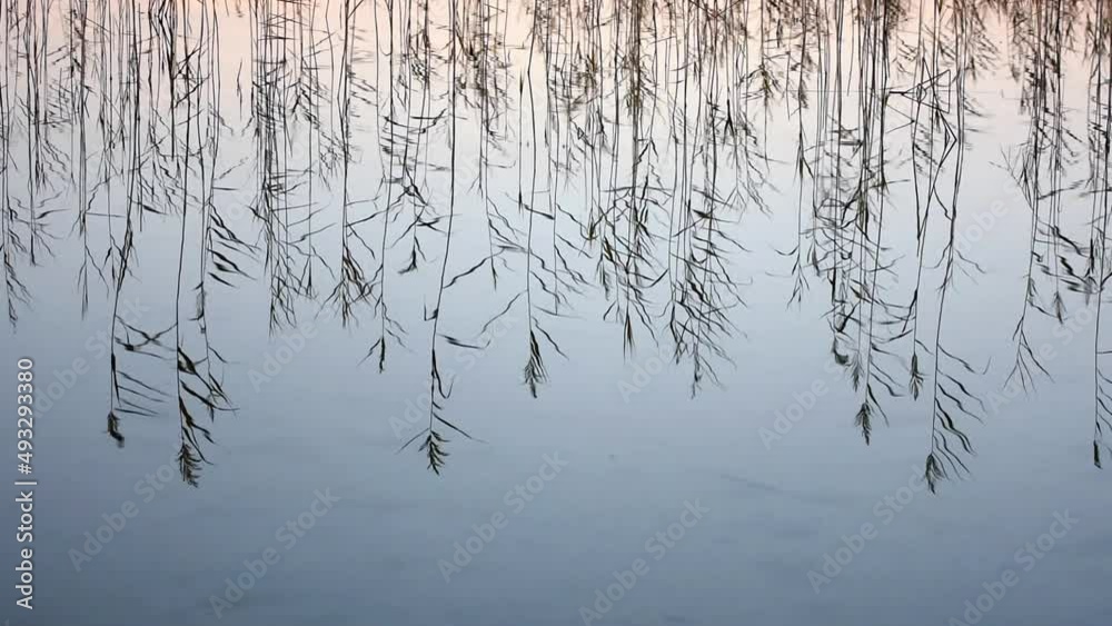 Meditative view of water plants reflection with natural sound of ducks on lake Baluošas in Asvejos regional park, Lithuania. Meditative view of water plants reflection with natural sound of ducks on lake Baluošas in Asvejos regional park, Lithuania.
