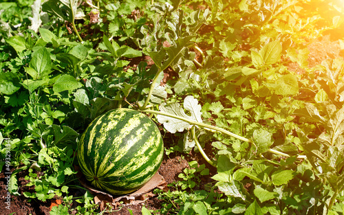 Watermelon growing in the garden. Natural watermelon growing on farmland, growing water-melon, cultivation of melon cultures. Sweet fruit growing in garden