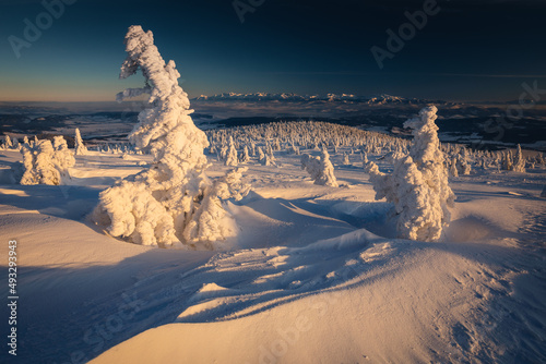 Fototapeta Naklejka Na Ścianę i Meble -  Winter sunset seen from Pilsko in Beskid Żywiecki. Beautiful views of the Tatras and the Mala Fatra massif, bathed in golden light.
