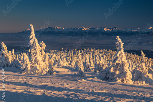 Fototapeta Naklejka Na Ścianę i Meble -  Winter sunset seen from Pilsko in Beskid Żywiecki. Beautiful views of the Tatras and the Mala Fatra massif, bathed in golden light.