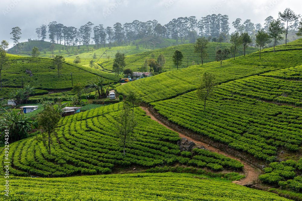 Sri Lanka Tea Plantation. Haputale, Sri Lanka.