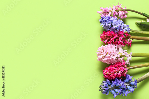 Beautiful hyacinth flowers on green background