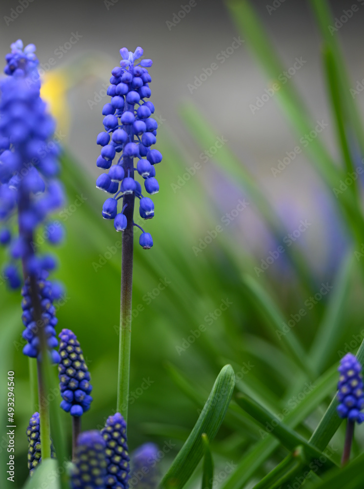 Beautiful close-up of a muscari Beautiful close-up of a muscari