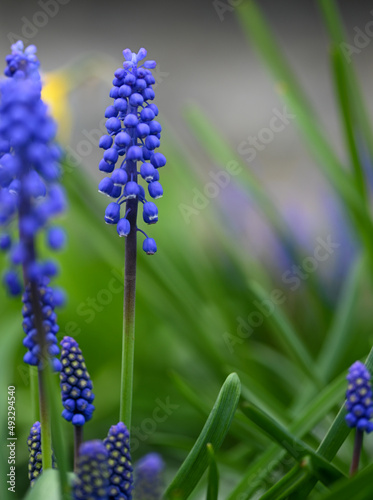 Beautiful close-up of a muscari