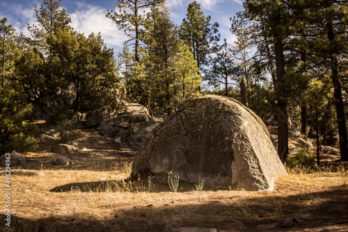 bosque de pinos con roca gigante