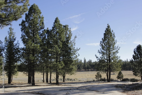 bosque de pinos y laguna seca