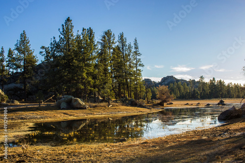 bosque de pino con laguna
