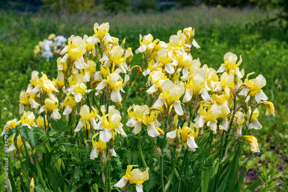 Yellow irises. Flowerbed with yellow irises among the green grass Yellow irises. Flowerbed with yellow irises among the green grass