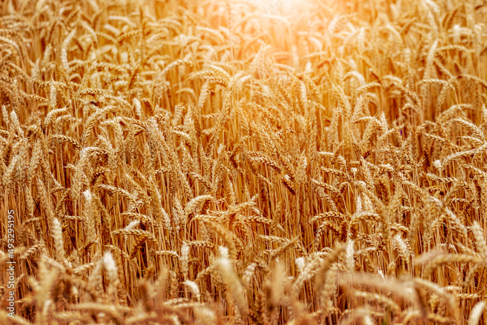 Background of ripe wheat ears in a field in the sun Background of ripe wheat ears in a field in the sun