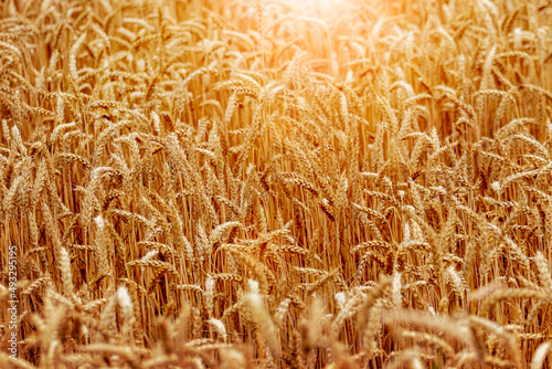 Background of ripe wheat ears in a field in the sun