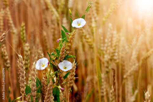 Field bindweed in a field among wheat ears photo