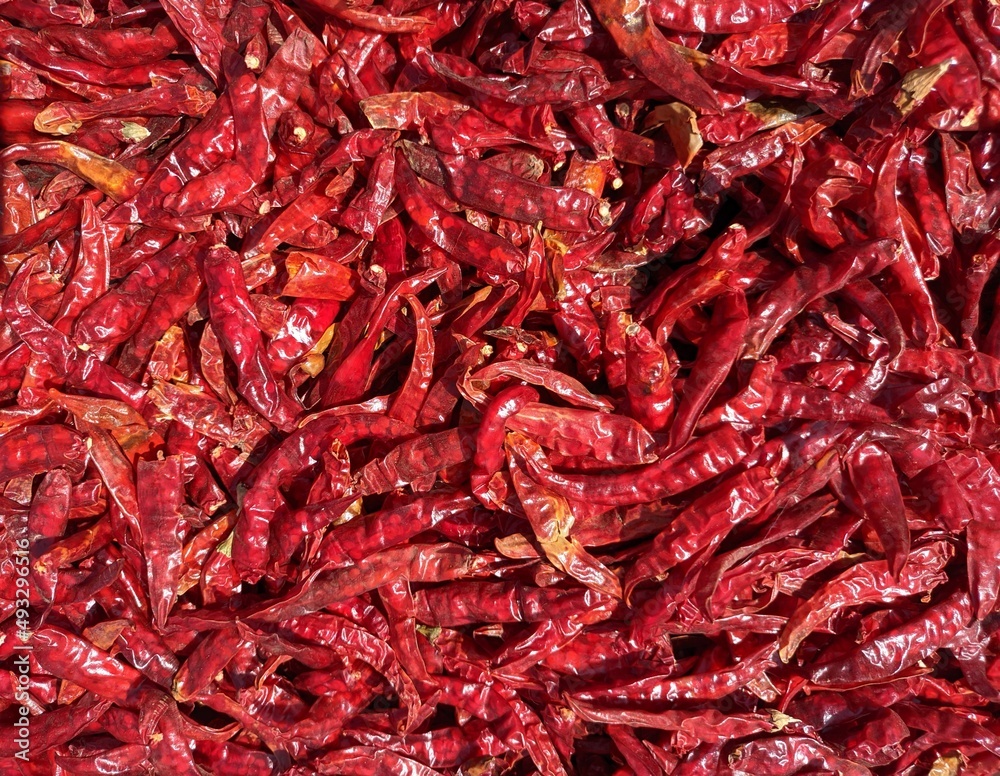 Dry red chillies kashmiri chilli spicy red chillies drying in sunlight,