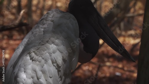 Jabiru Stork Bird Jabiru mycteria photo