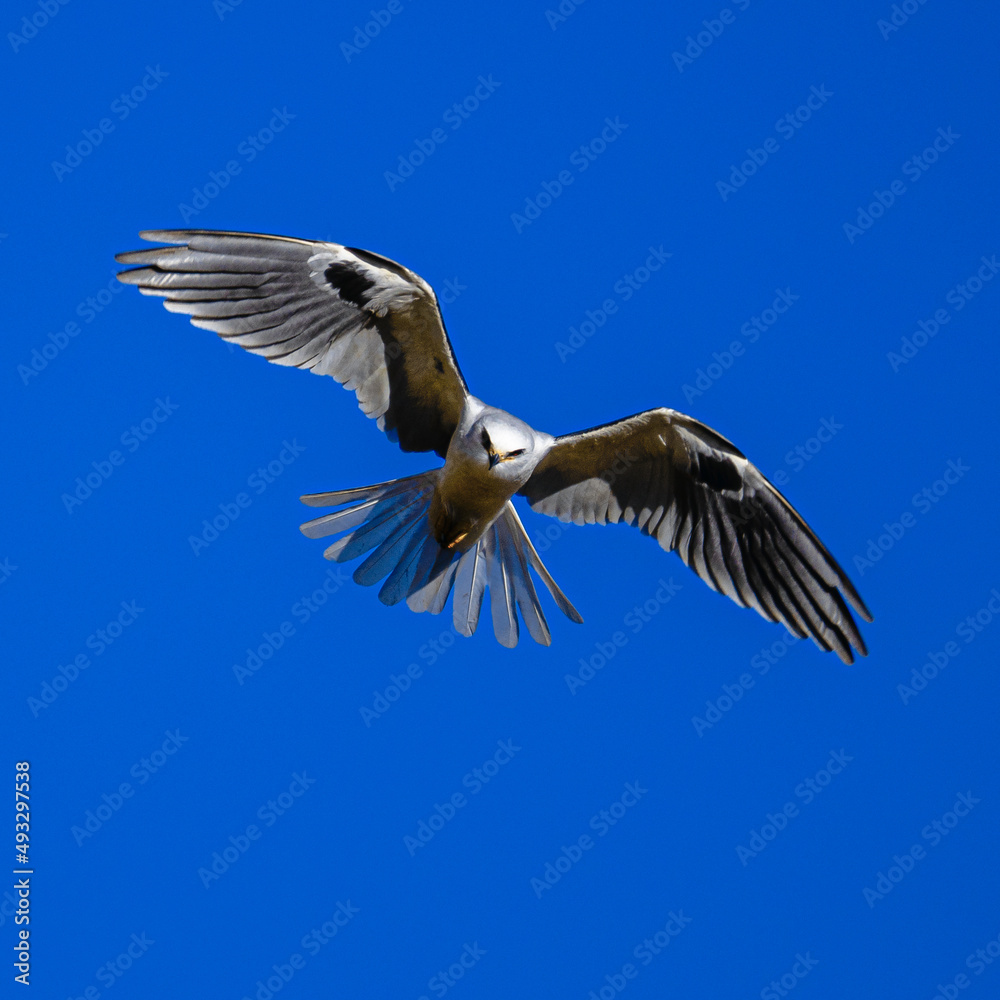 Fototapeta premium halcon hunting, bird on blue sky 