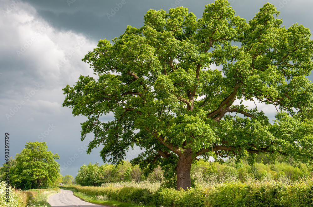 Stormy weather in the countryside. Stormy weather in the countryside.