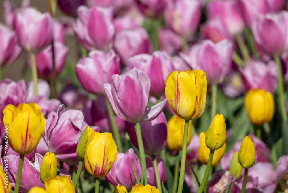 Beautiful yellow Tulip flowers between purple color Tulip flowers in Holland, Michigan, selective focus
