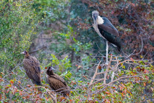 Canvas Print Marabou stork (Leptoptilos crumeniferus) with couple of Hooded vultures (Necrosy