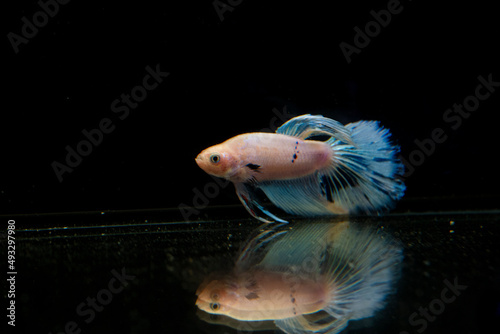 blue tail splenders betta fish in an aquarium with black background