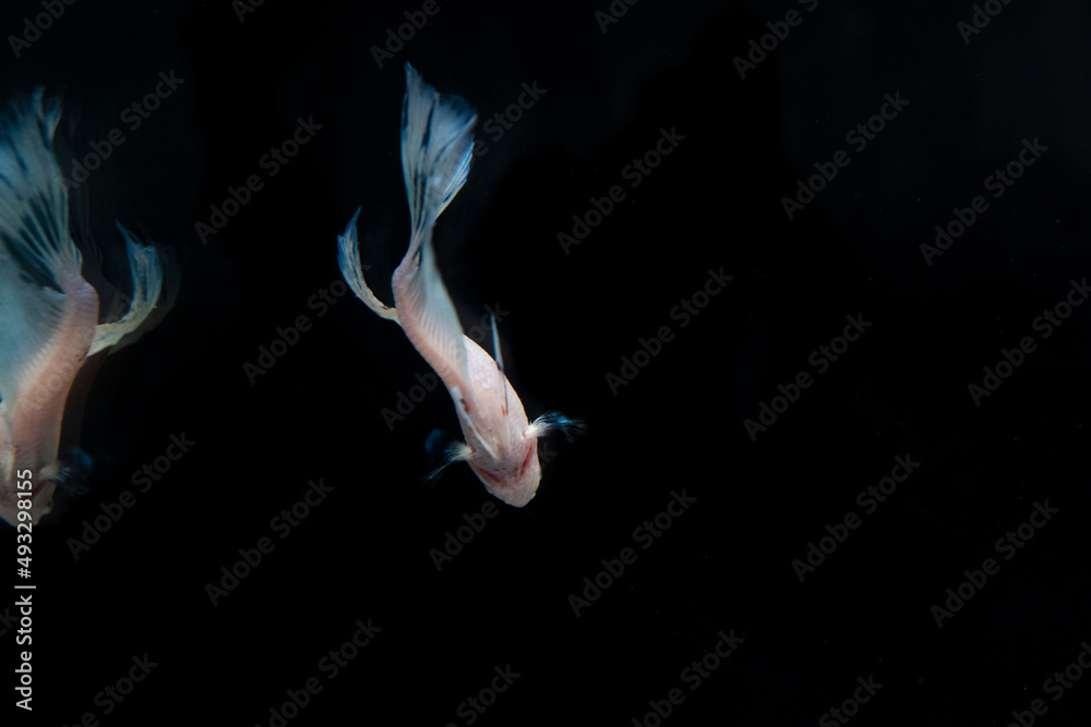 Fototapeta premium BETTA SPLENDERS PLACKAT REFLECTED IN MIRROR MODE