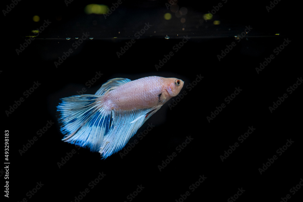 Obraz premium BETTA SPLENDERS PLACKAT SWIMMING IN WATER WITH BLACK BACKGROUND