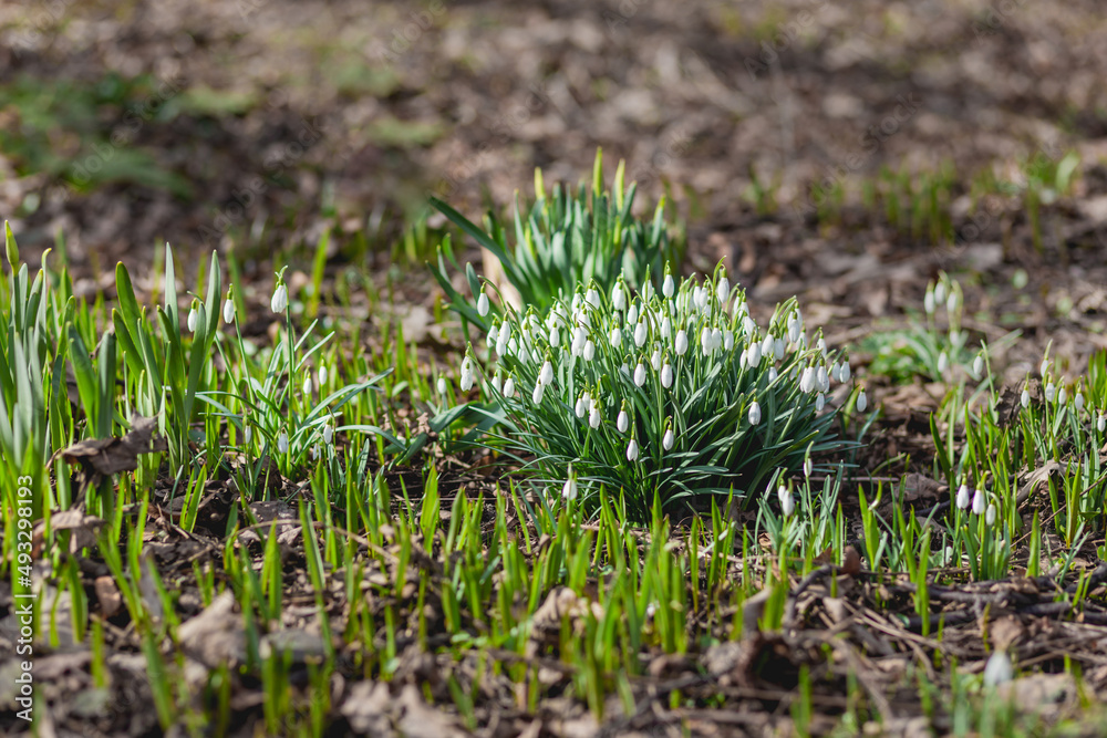 Snowdrops makes its way through snow and fallen leaves. First spring flowers in bloom - Galanthus on sunlight. Snowdrops makes its way through snow and fallen leaves. First spring flowers in bloom - Galanthus on sunlight.