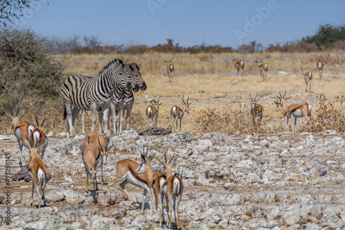 Burchell's zebras (Equus quagga burchellii) and springboks (Antidorcas marsupialis) near Okaukuejo waterhole, Etosha national park, Namibia