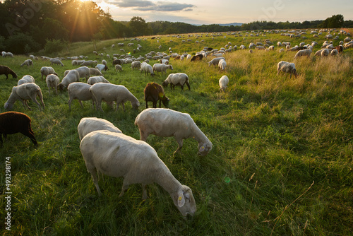 Geschorene Schafe auf der Weide im Abendlicht © Michael Fritzen
