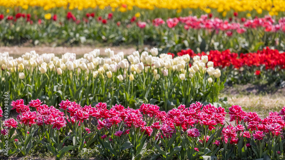 Row of colorful tulip flower beds in Holland Michigan during spring time, Selective focus. Row of colorful tulip flower beds in Holland Michigan during spring time, Selective focus.