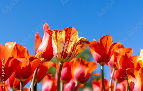 Bright colorful Tulip flowers against blue sky background