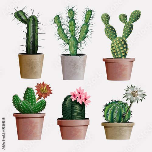 Collection of vector realistic detailed house or office plant cactus for interior design and decoration. Exotical and Popular indoor cacti with flowers for interior decor of home or office