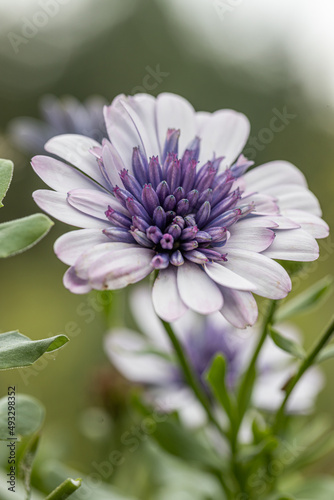 Osteospermum Daisy or Cape Daisy Flower Isolated over natural Background. Close-up macro