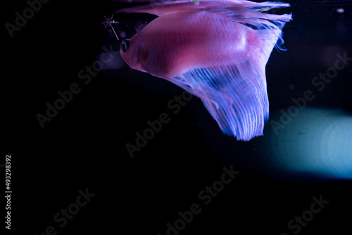 BETTA SPLENDERS PLACKAT FISH ILLUMINATED WITH FUCHSIA LIGHT