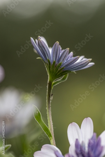 Osteospermum Daisy or Cape Daisy Flower Isolated over natural Background. Close-up macro