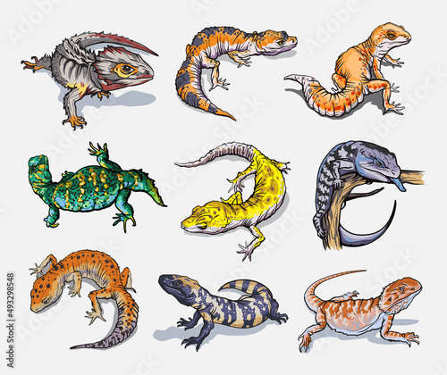 Set with geblephars, reptile lizard animals. Collection with different rare morph of geblephars. Hand drawn illustration. Wild nature. Isolated