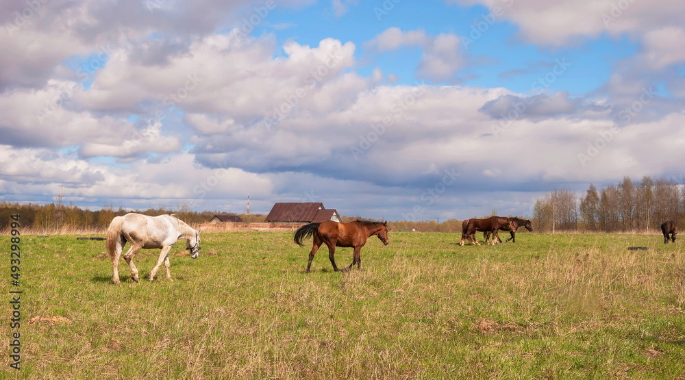 Horses graze in the meadow