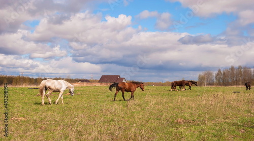 Horses graze in the meadow © allegro60