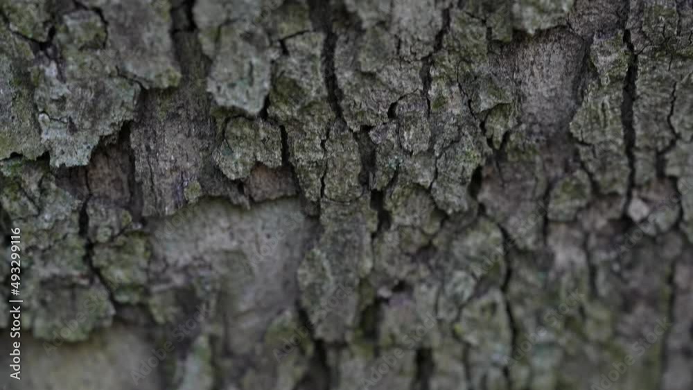 Macro shot of wood, stone. Trunk, tree material close up detailed shot. Nature concept. Macro shot of wood, stone. Trunk, tree material close up detailed shot. Nature concept.