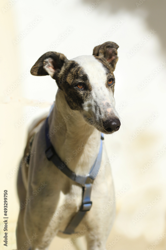 Portrait von einem spanischen Galgo