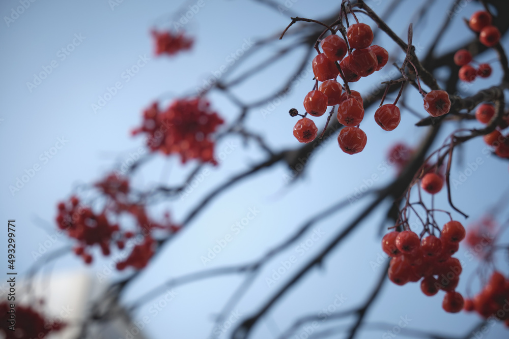 冬空にナナカマド/Rowan berries in the winter sky