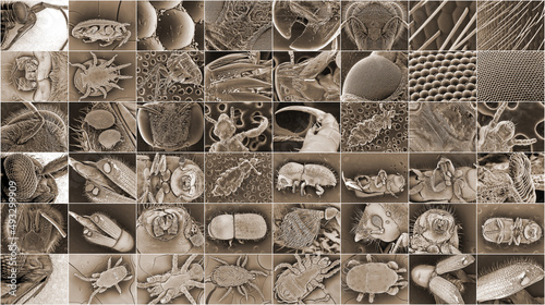 Insect electron microscope photos. Beetles, parasitic ticks, flea, lice, wasps and bees