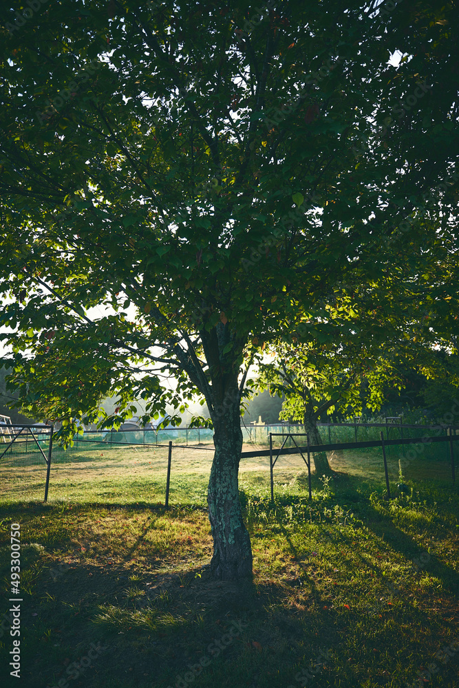 Obraz premium 木漏れ日/Sunlight filters through the trees