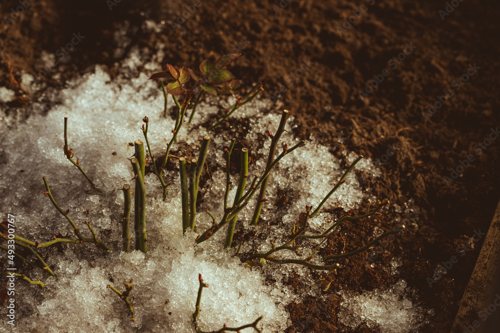 Fototapeta premium cropped rose plant in soil covered with snow