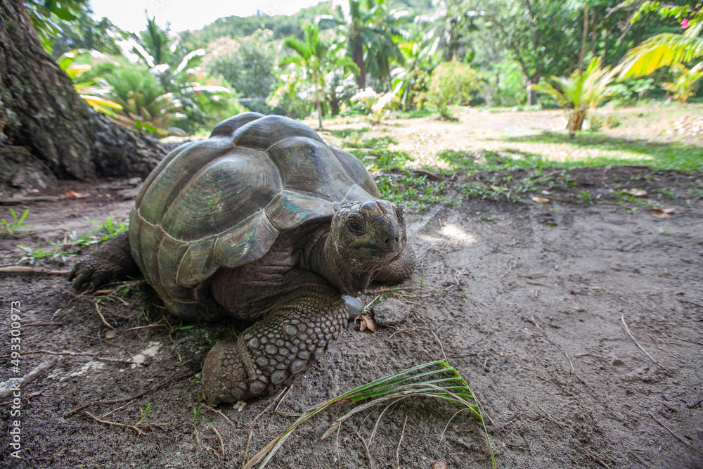 giant tortoise in Seychelles, turtle giant tortoise in Seychelles, turtle