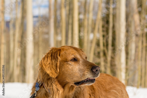 A very meek and mild Golden Retriever looks like a wolf in sheep's clothing with his mouth curled on a Colorado mountain trail.