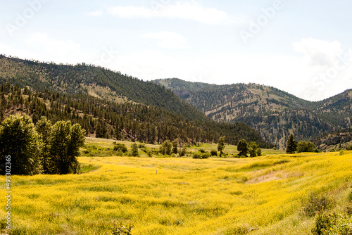 Montana Meadow