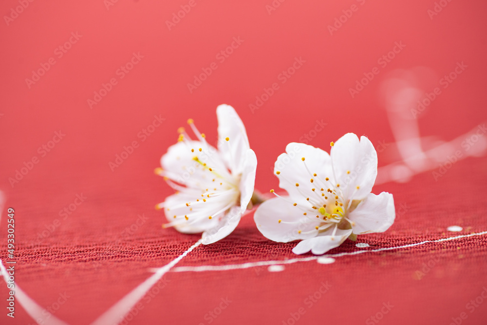 赤の背景と桜の花 赤の背景と桜の花
