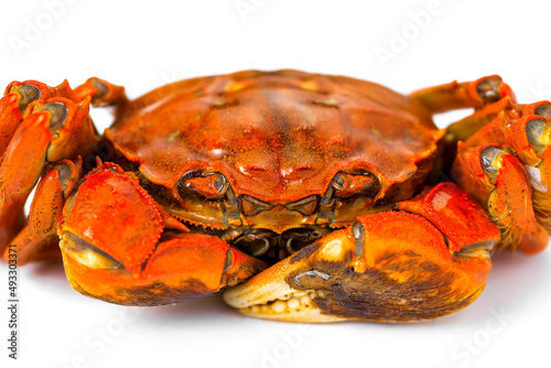 Red hairy crab on white background photo